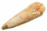 Fossil Spinosaurus Tooth - Real Dinosaur Tooth #364227-1